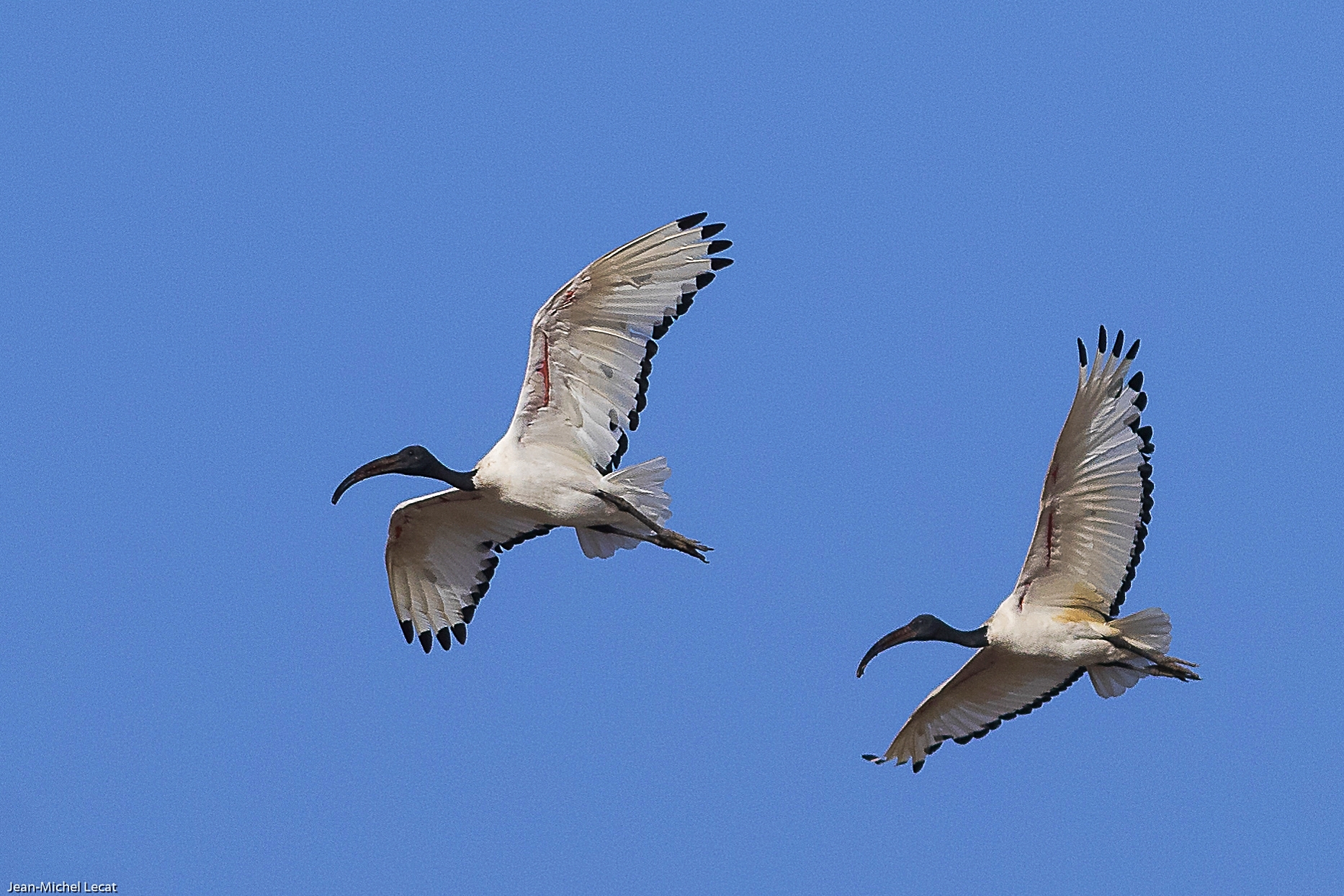 Ibis sacré