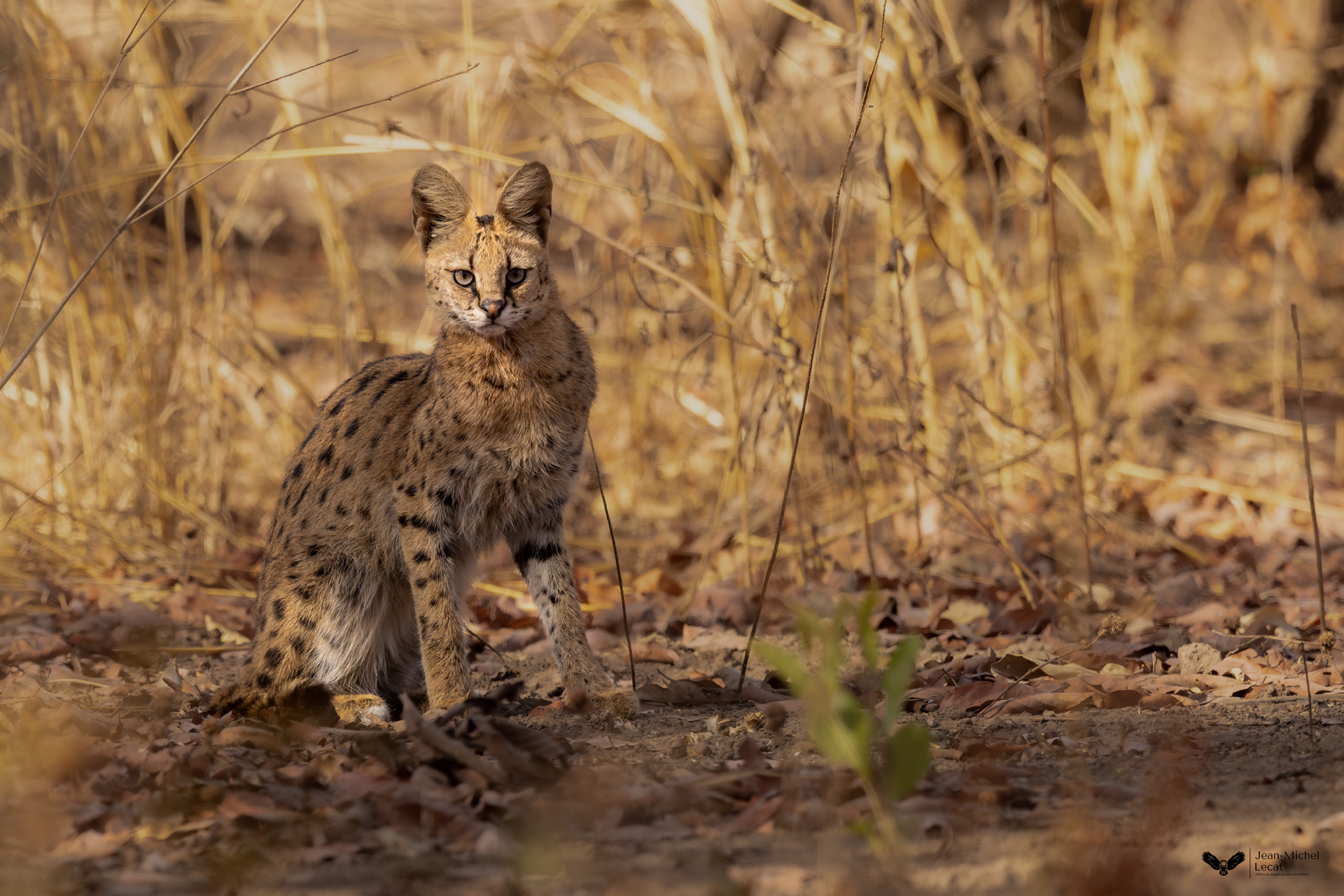 Serval
