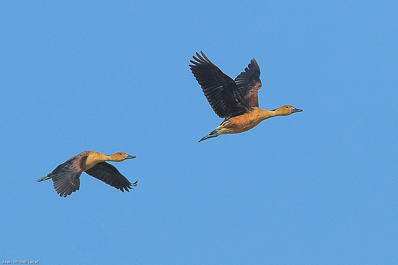 Dendrocygne fauve