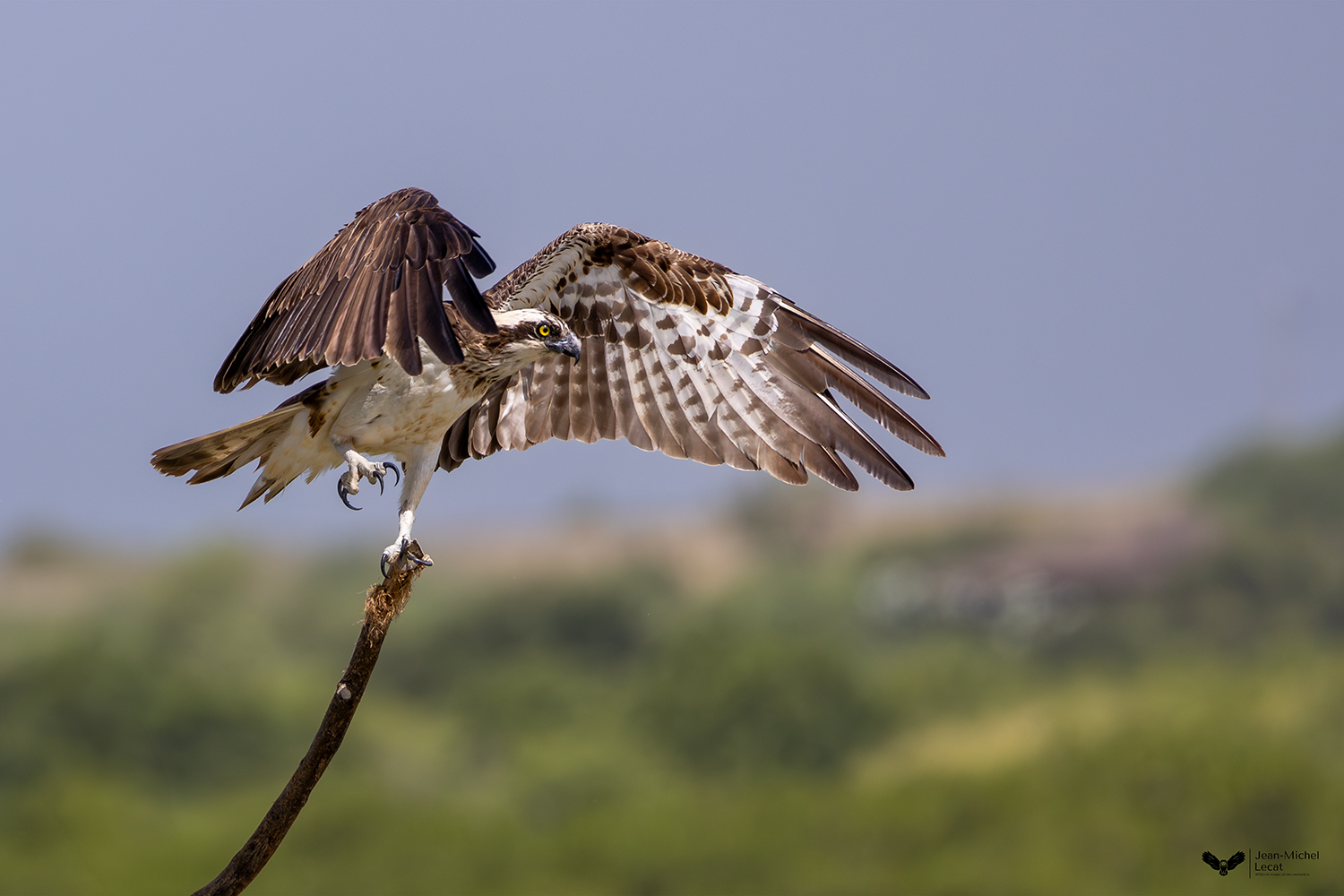 Balbuzard pêcheur