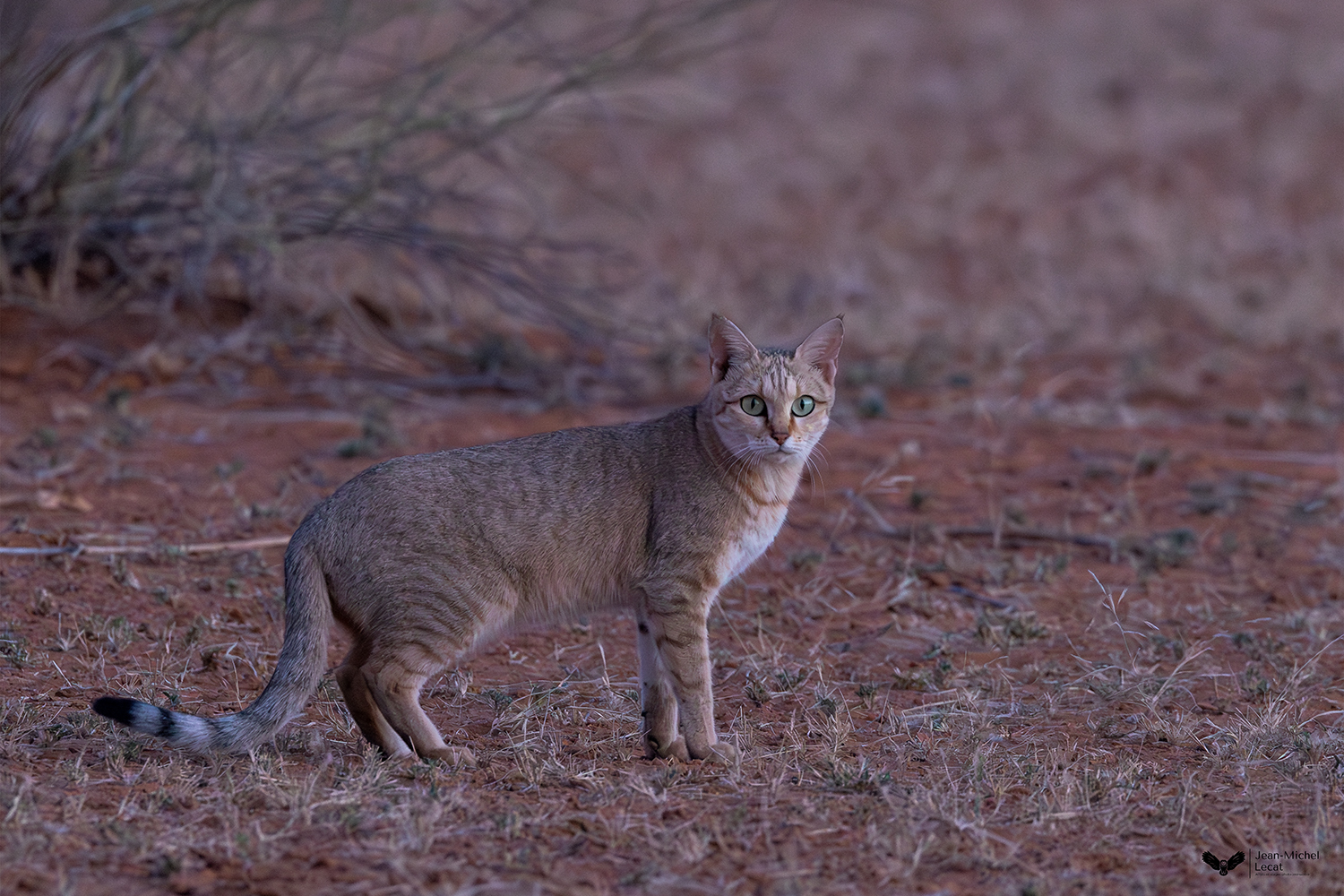 Chat ganté ou chat sauvage africain