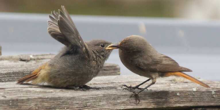Wildvogel in Not – was tun?