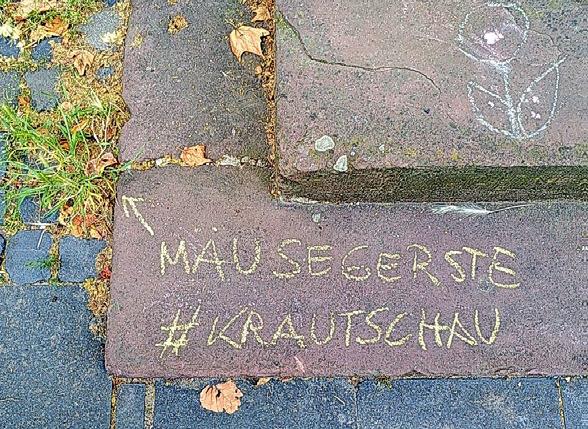 #Krautschau in Weinheim