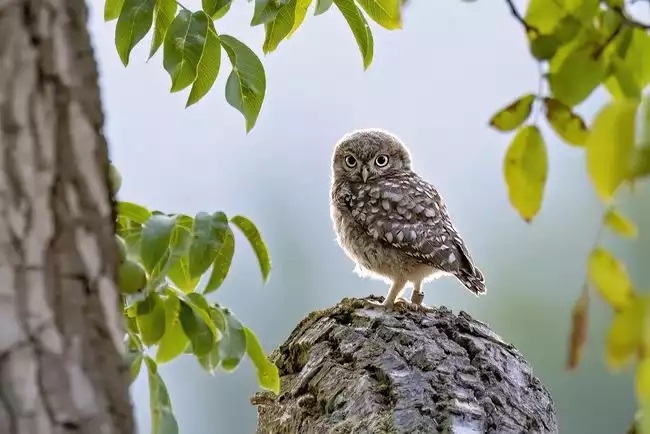 Ergebnisse der diesjährigen Steinkauzbrutsaison
