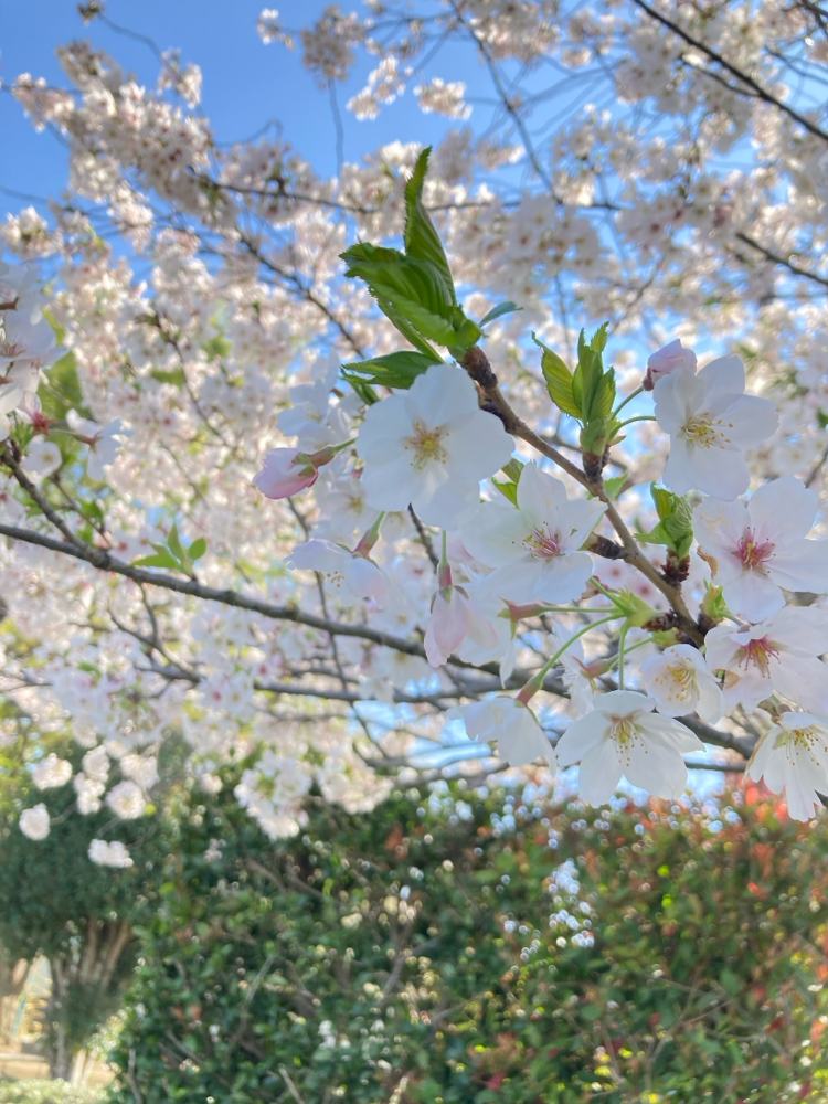 葉桜だいすきです❤️‍🔥💘