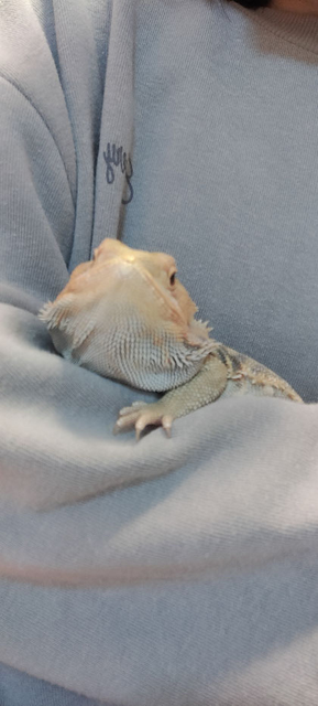 腕の中のトカゲちゃん可愛いですよね!♡