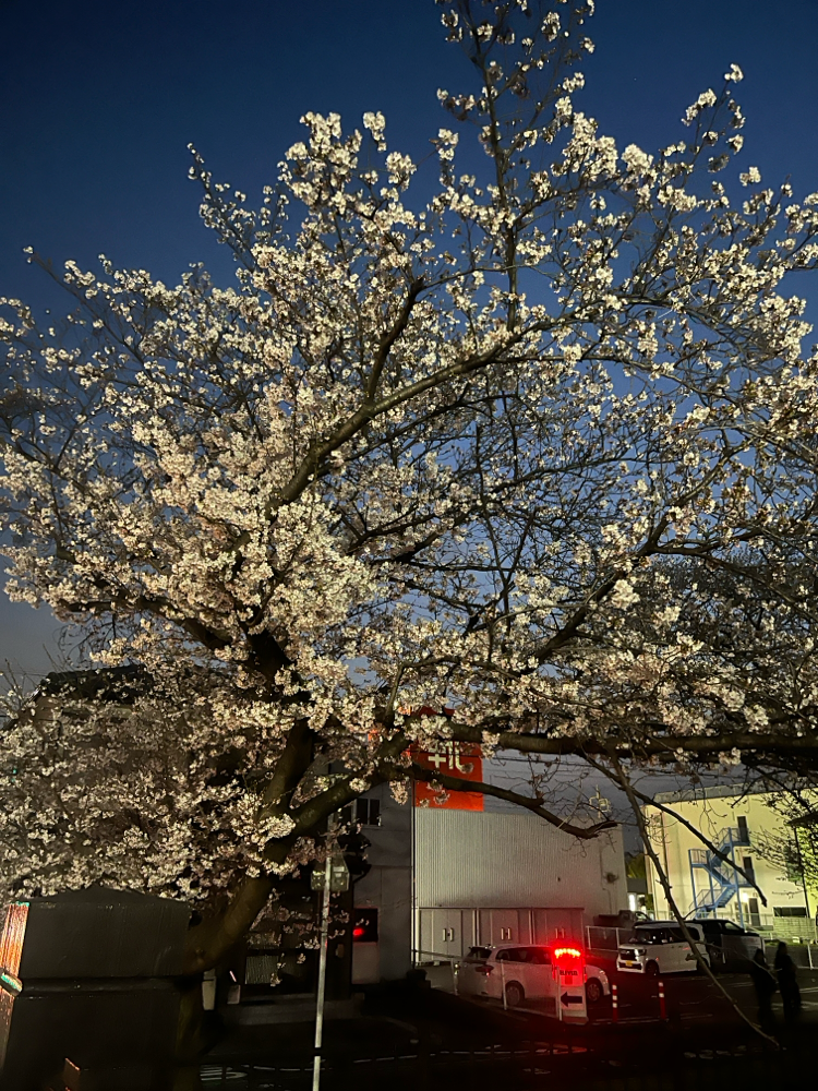 🌃🌸✨