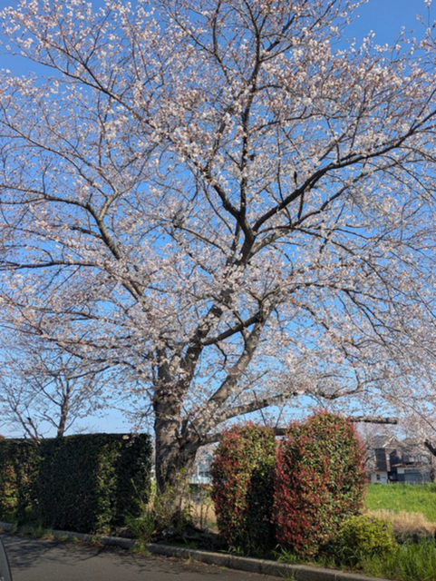 お花見で写真を撮り忘れたので学校近くの桜を共有します🌸
