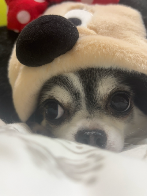 ミニーちゃんのファンキャップをうちの犬に被せてみました😽