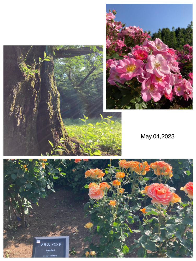 『ブラス バンド』という名前のバラがありました🎵☺️