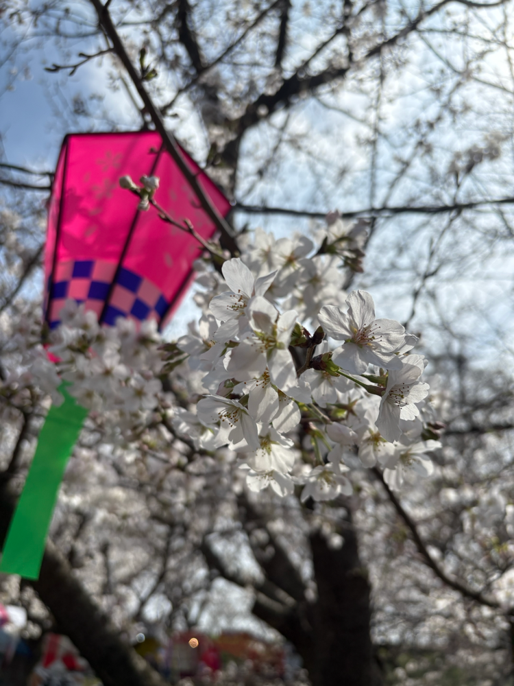 幸手市にある権現堂に行ってきました🌸