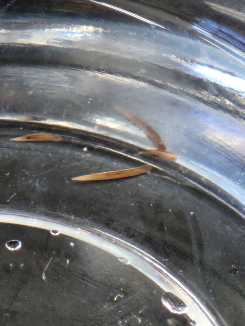 理数科課題研究のプラナリアです✨