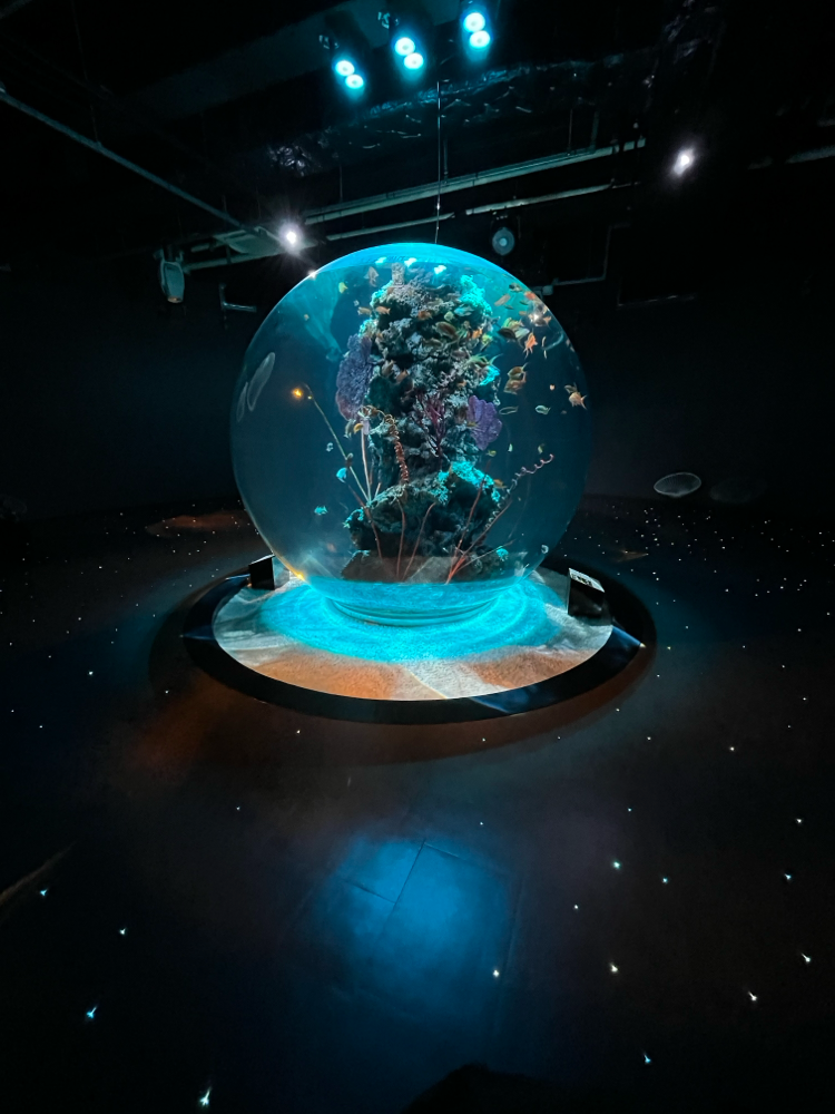 結構前になってしまいますが、修学旅行で行った水族館の写真です🐠