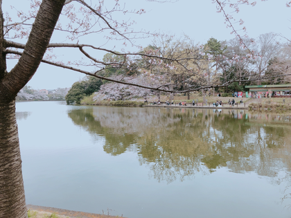 先日の花見の時の桜の写真です🌸