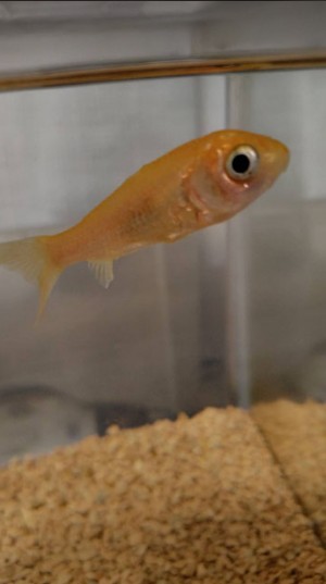 飼っている金魚です💞🎶