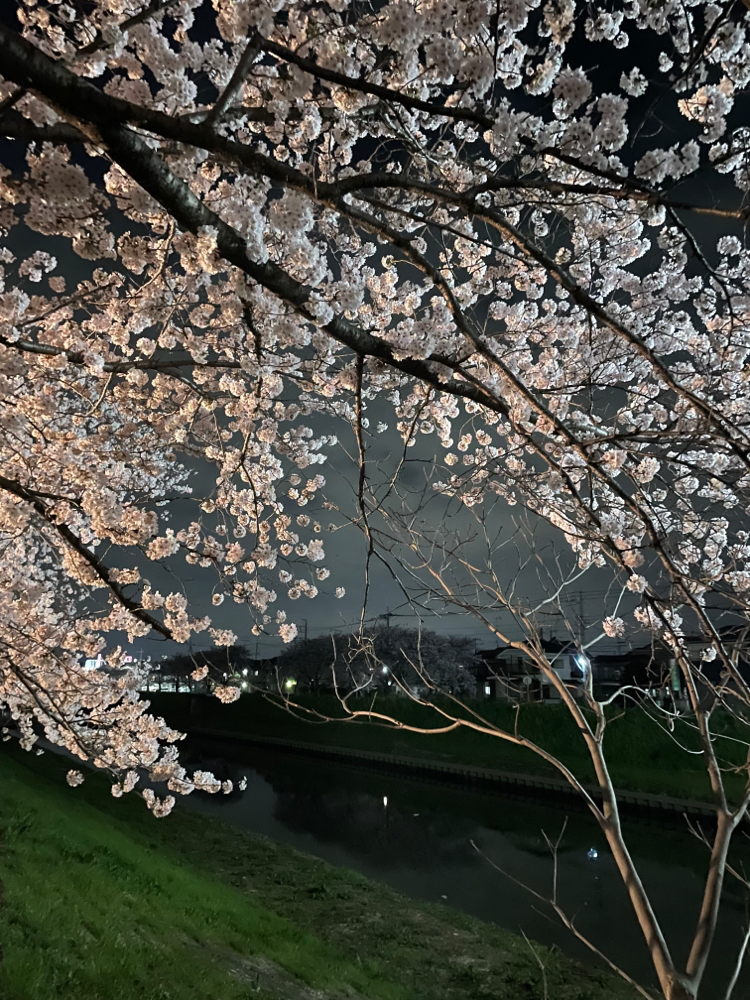 新方川沿いの夜桜🌙🌸