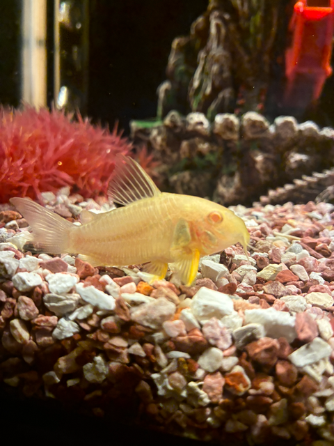 水族館で見た白コリドラスちゃんです!🐟🐟