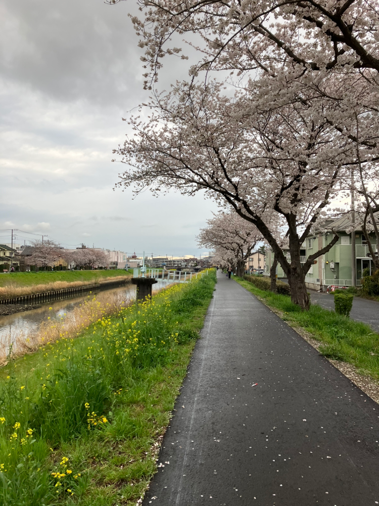 少し前の学校からの帰り道。桜と菜の花が綺麗！