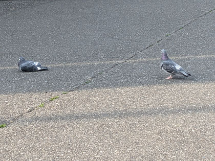 先日、駅前の駐車場に居た鳩たちです。右の鳩は左の鳩に「いつまで寝ているんだい？」と言っているのでしょうか🤔