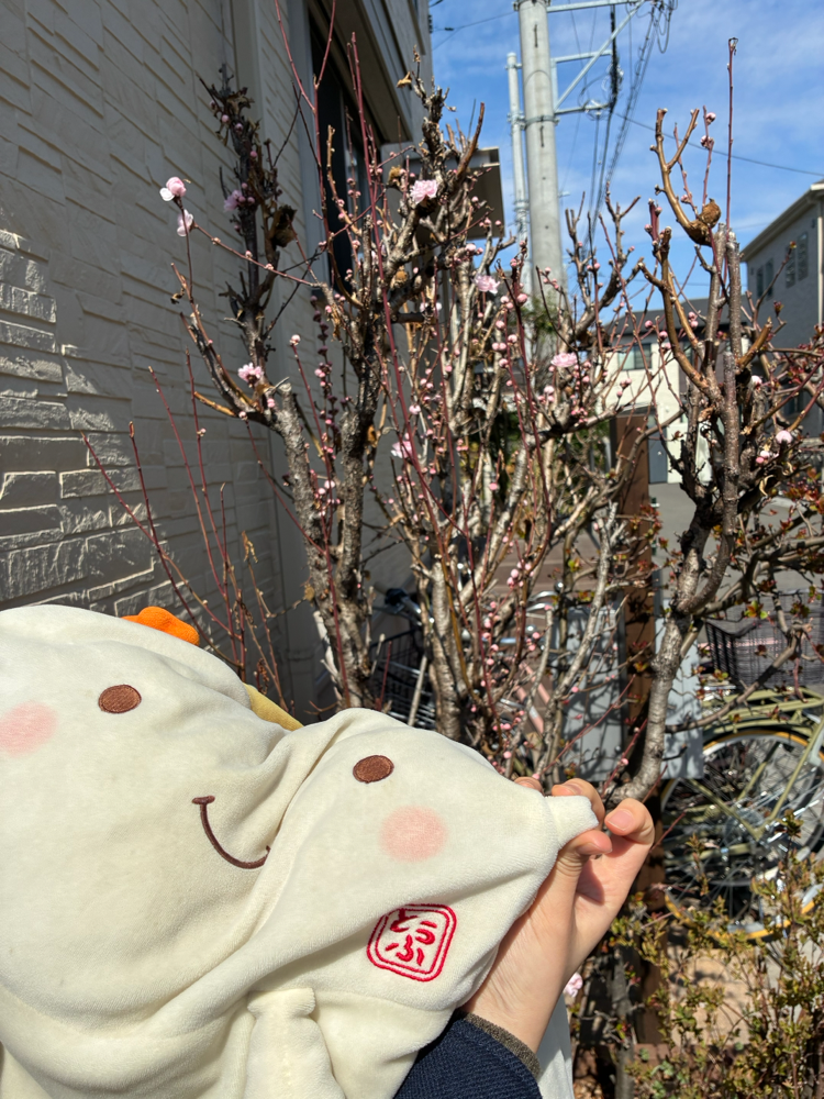 ふわおくんは小学6年生になりました🌸