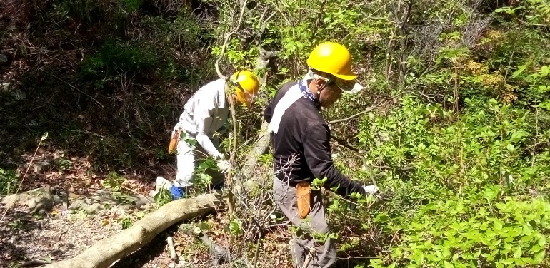 光が丘路第一段丘下辺でソヨゴを伐採