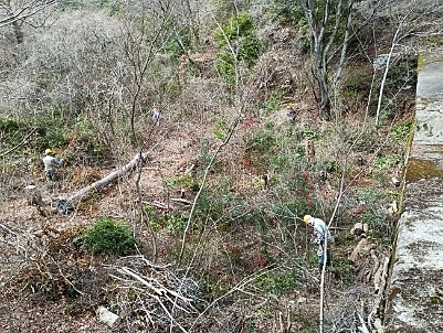 光が丘路堰堤上側雑木林の整備
