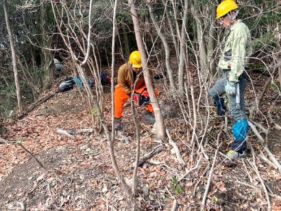 行者山登山路合流点付近の常緑樹を間伐