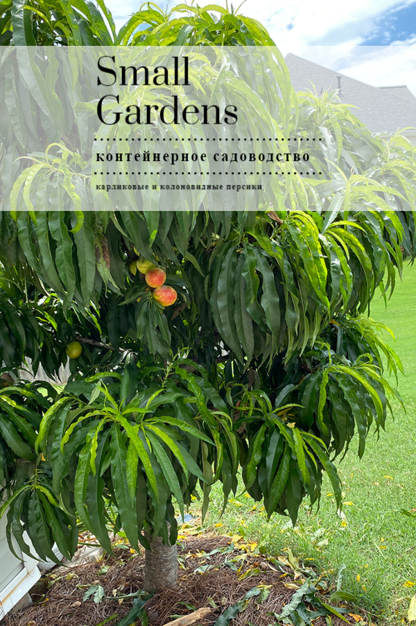 Колоновидные персики Россия | Small Gardens