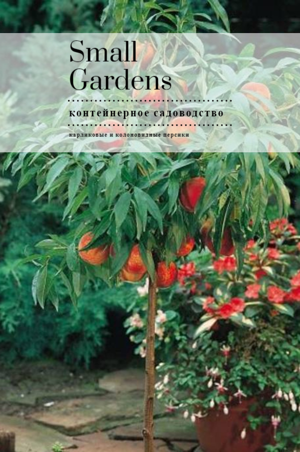 Колоновидные персики Россия | Small Gardens