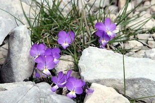 A nos âmes soeurs, Anne-Marie et Hadra