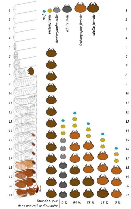 Varroa destructor