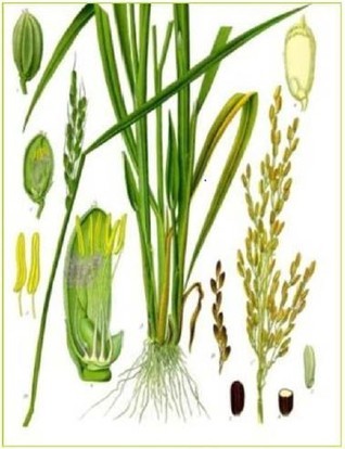 aus Koehler’s Medizinalpflanzen, herausgegeben von G. Pabst, 1898