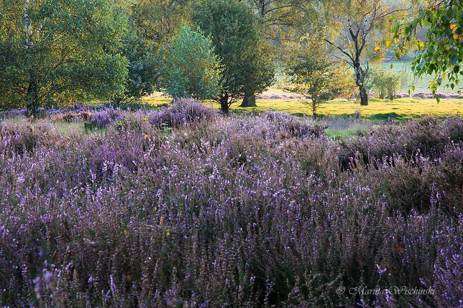 Besenheide (Calluna vulgaris) im Vordergrund oder einfach nur Heidekraut... 