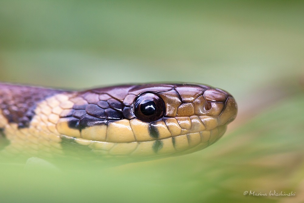 Schlangen | Marina Wischinski - Naturfotografie-mawi