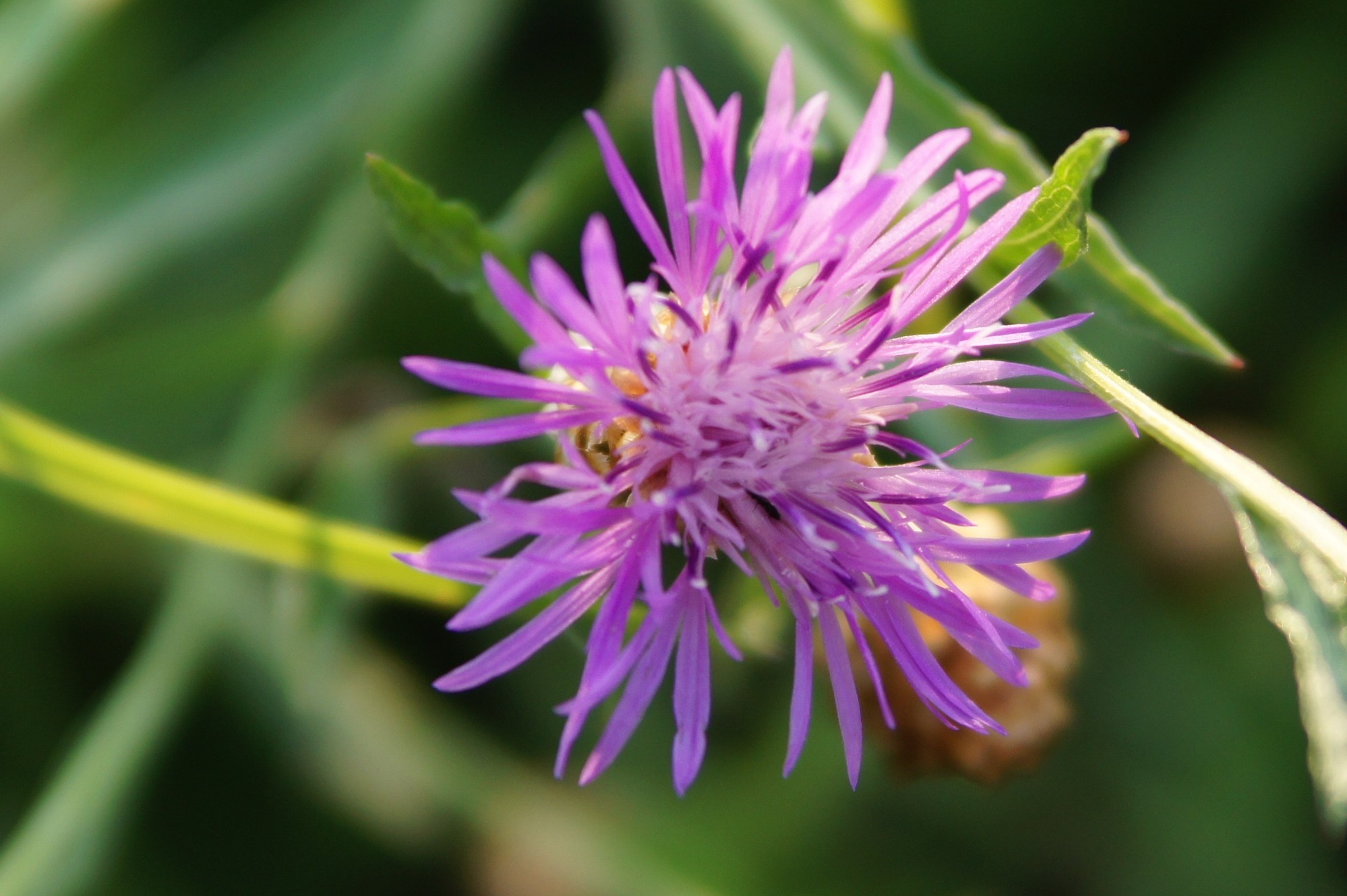 Impressum - Heilkraeutergarten