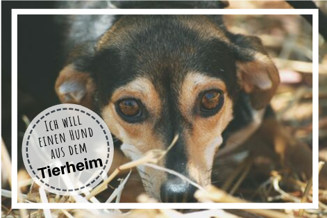 Mobbing Unter Katzen Was Soll Der Psychoterror Berlinde