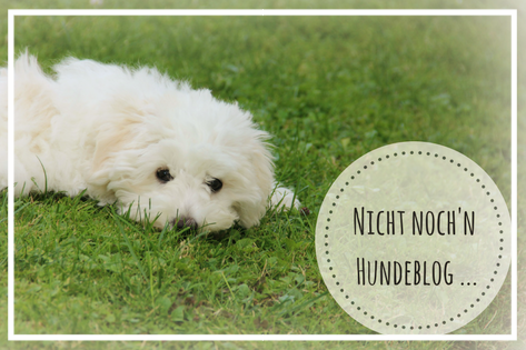 Hunde Blog