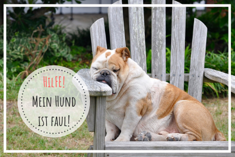 Hund ist faul, träger Hund