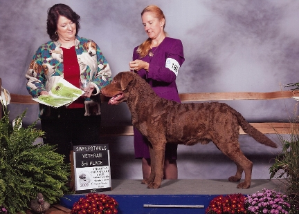 Dark Brown Chesapeake Bay Retriever