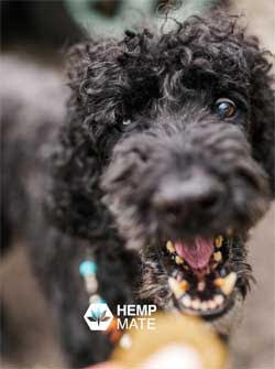 CBD für reisende Hunde und Katzen.