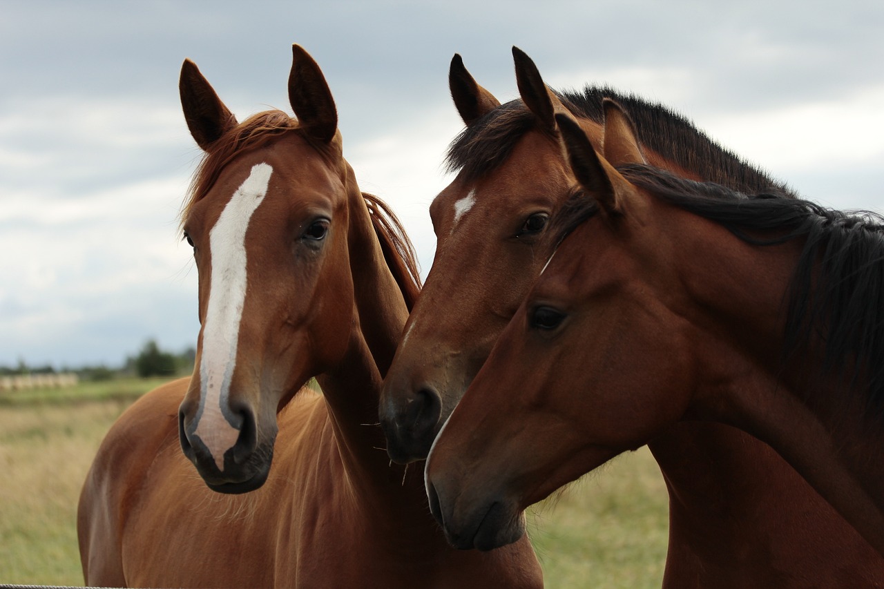 Reico Pferde-Produkte – Das beste Ergänzungsfutter für dein Pferd! 🐴🌿