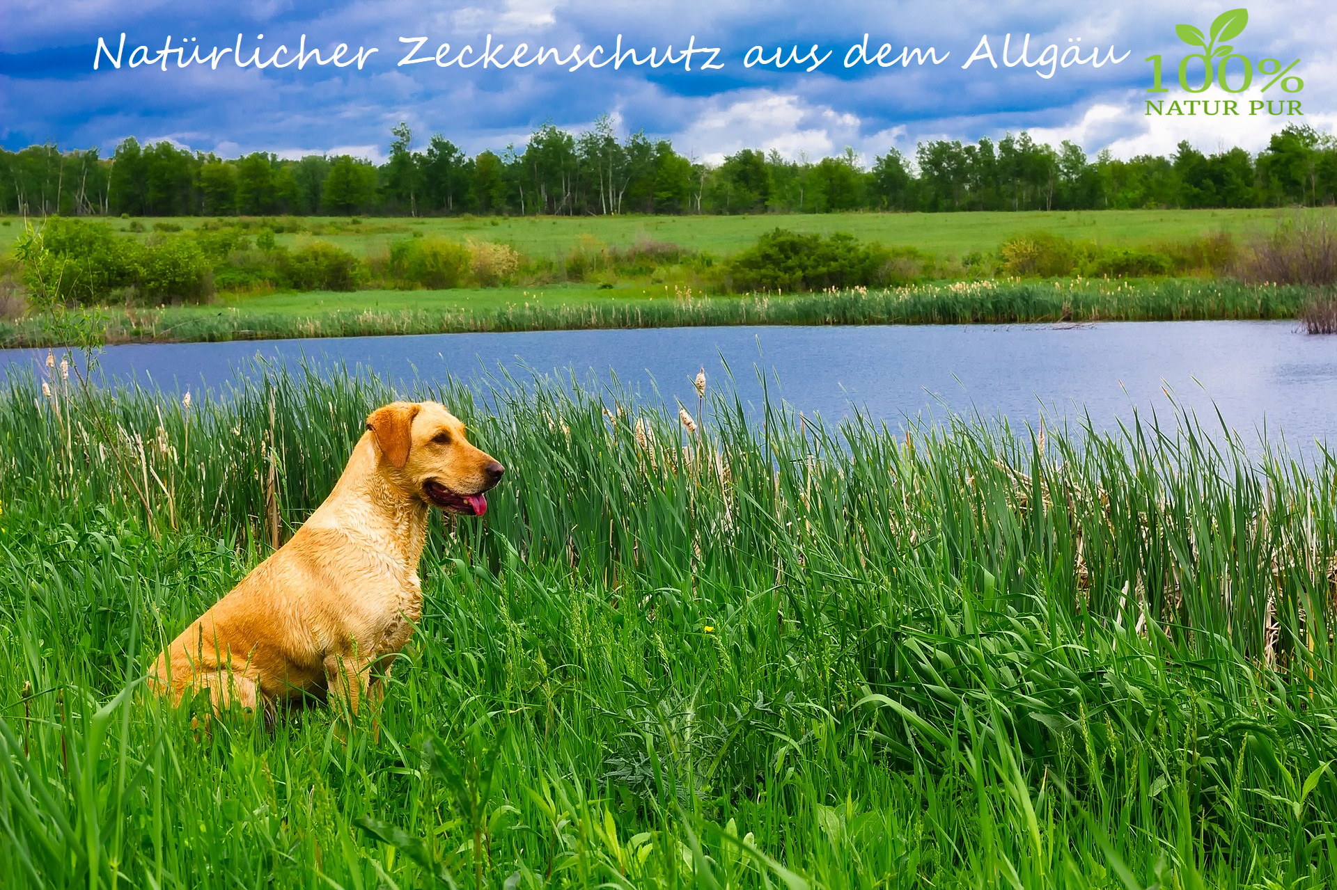 Natürlicher Zeckenschutz für Hunde