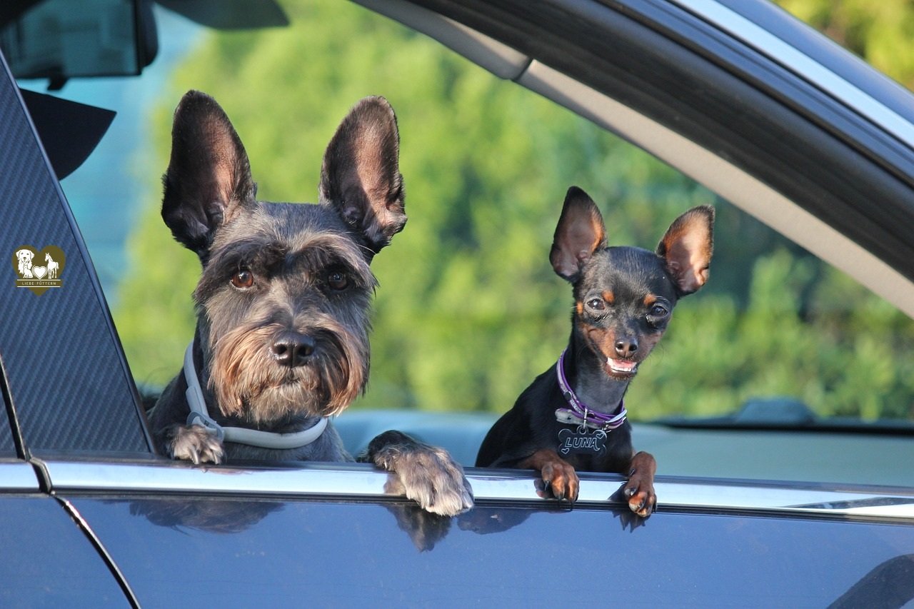 Urlaub mit Hund – So wird die Reise für Euch beide entspannt & unvergesslich!