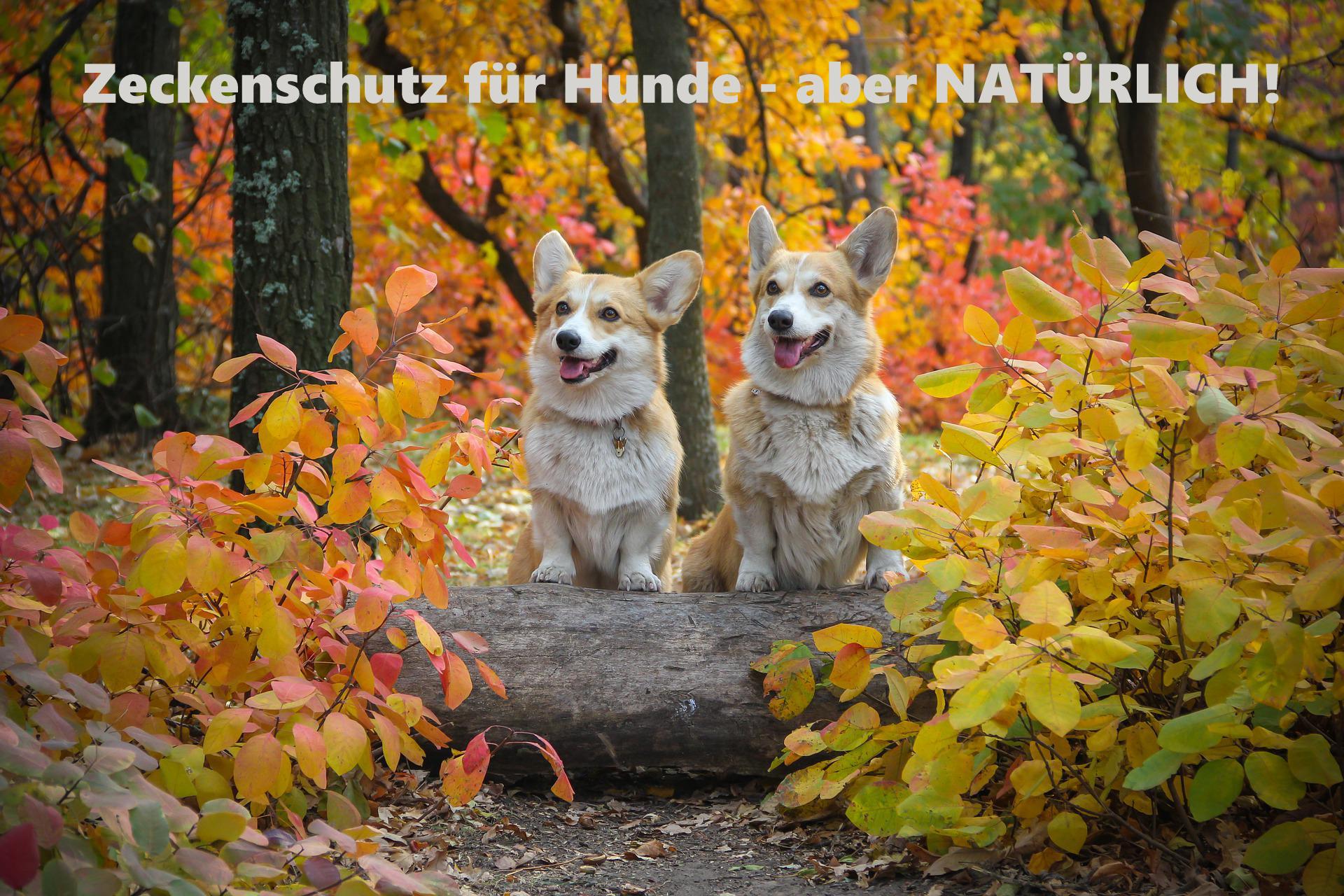 Natürlicher Zeckenschutz für Hunde