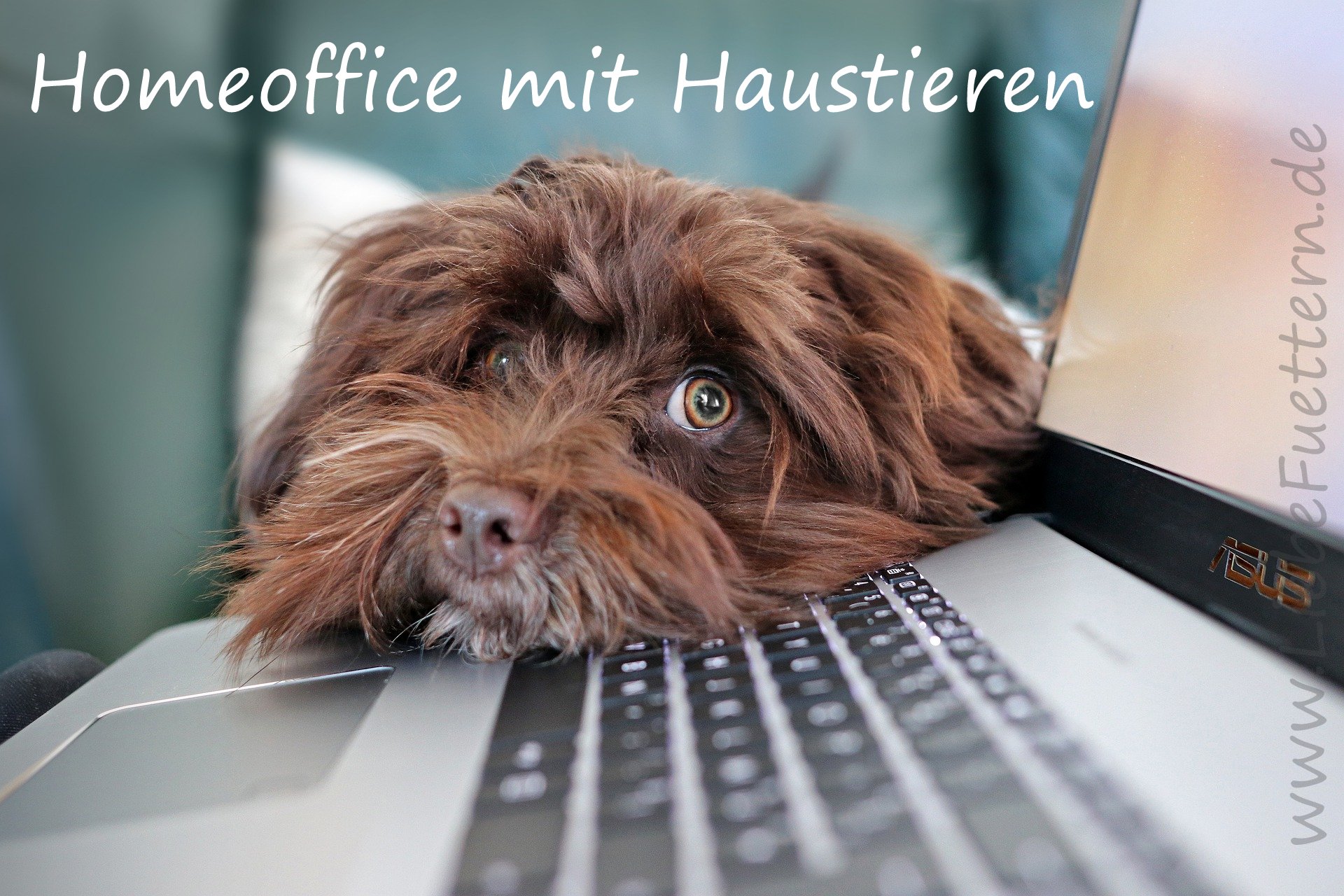 Homeoffice mit Haustieren