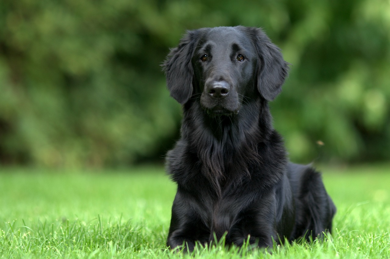 Durchfall beim Hund: Was tun, wenn der Magen rebelliert?