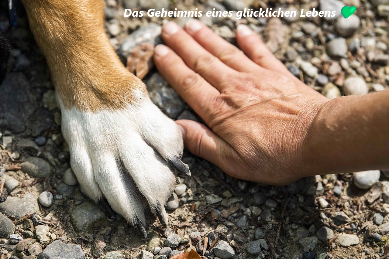 Mit Liebe füttern: Warum hochwertiges REICO Hundefutter und Katzenfutter das Geheimnis eines glücklichen Lebens ist