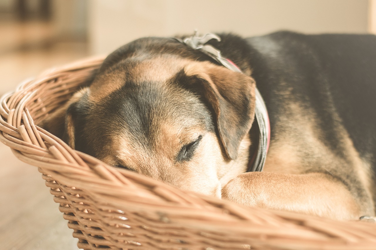 Giardien beim Hund