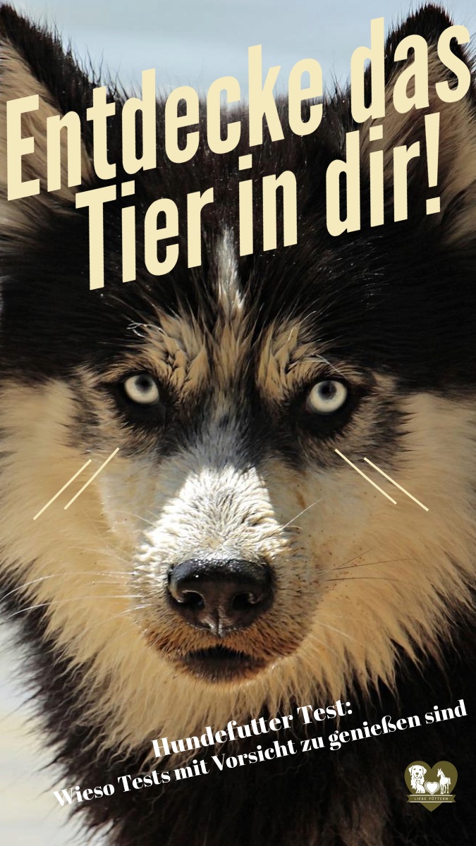 Hundefutter Test: Wieso Tests mit Vorsicht zu genießen sind