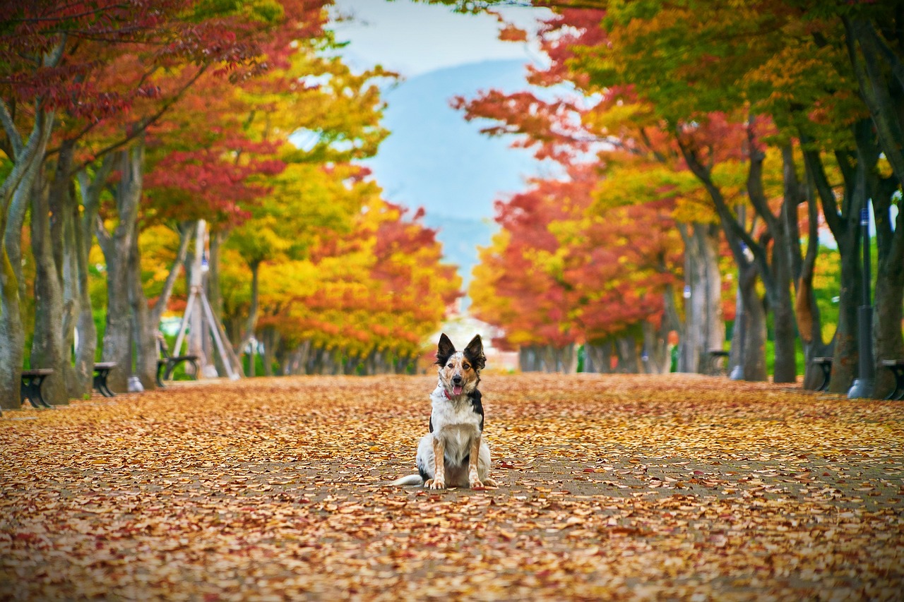 Herbstzeit ist Hundezeit